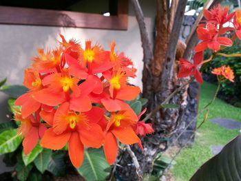 Close-up of red flower