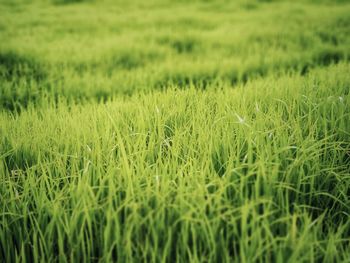 Full frame shot of crops growing on field