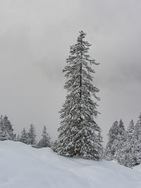 Trees on snow covered landscape