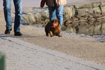 Low section of man with dog walking on street