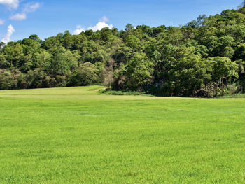 Scenic view of trees on field against sky