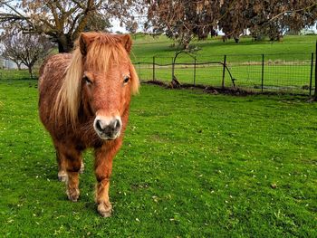 Sheep standing in a field