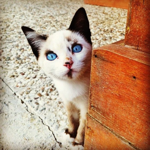 animal themes, one animal, domestic cat, pets, domestic animals, looking at camera, portrait, mammal, cat, feline, whisker, sitting, staring, alertness, wood - material, front view, close-up, young animal, high angle view, zoology