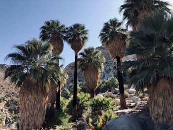 Palm trees against clear sky