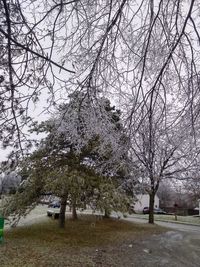 Bare trees on field in park during winter