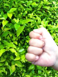 Close-up of hand holding plant