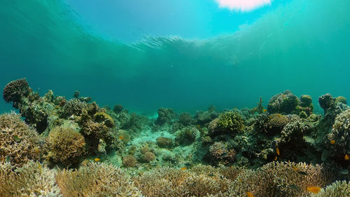 View of coral swimming in sea