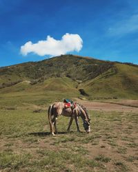 Horse in a field