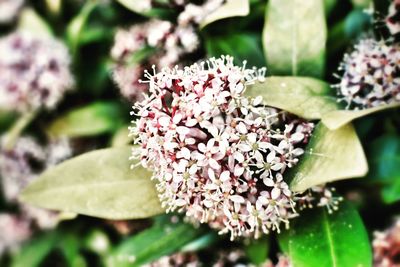 Close-up of pink flowers