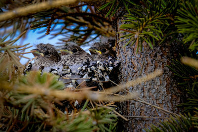 Close-up of tree trunk