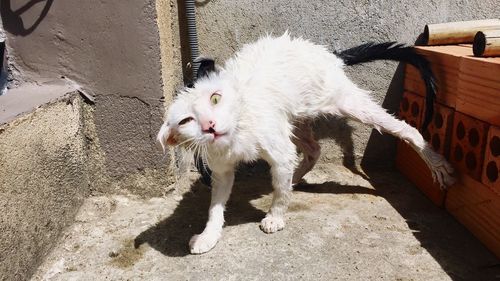 High angle portrait of cat standing outdoors