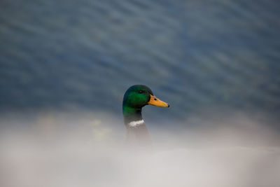 Close-up of duck swimming in lake