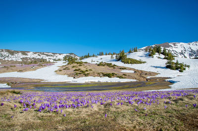 Purple flowering plants on land against blue sky