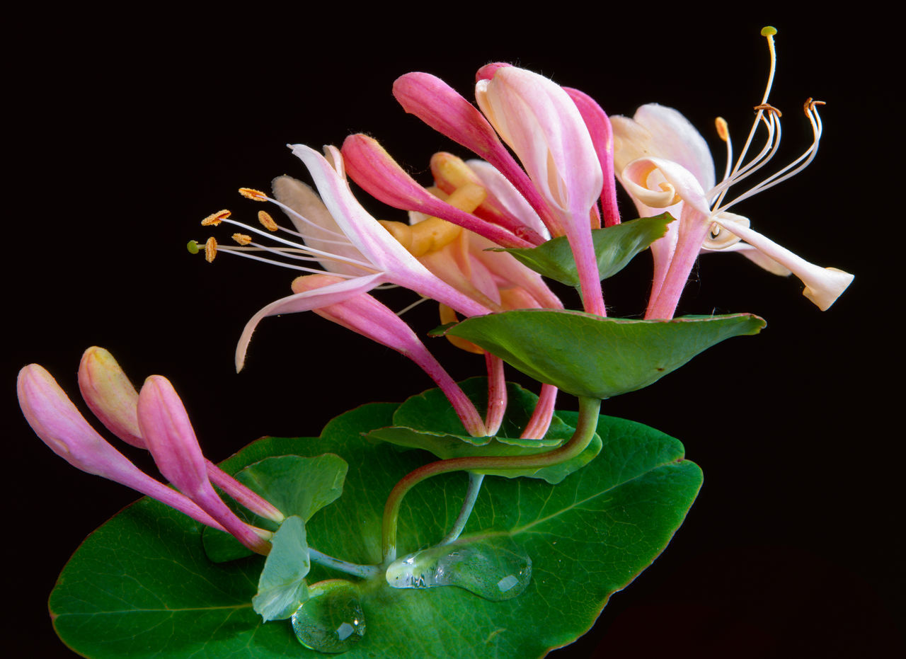 CLOSE-UP OF PINK FLOWERING PLANT AGAINST BLACK BACKGROUND