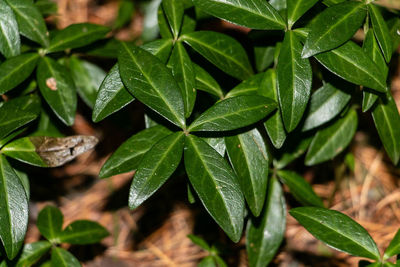 High angle view of leaves in plant