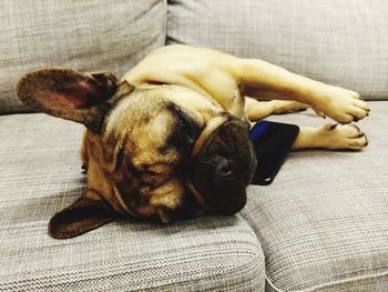 Close-up of dog sleeping on sofa