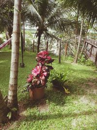 View of potted plants in park