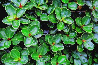 Full frame shot of wet leaves