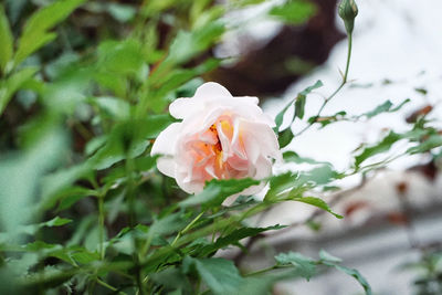 Close-up of white flower blooming outdoors