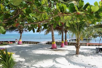 Trees growing by the sea