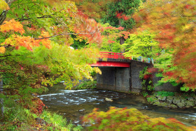 Scenic view of stream in forest during autumn