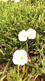 Close-up of white flowering plant on field