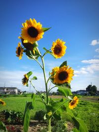 Close-up of sunflower blooming in field