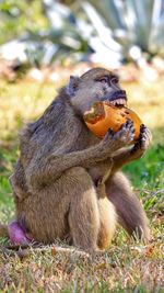 Monkey sitting on rock