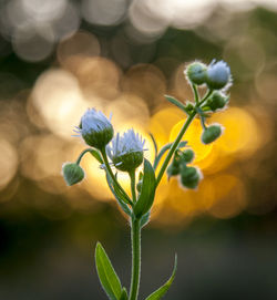 Close-up of flowering plant