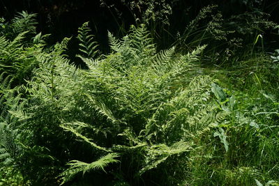 Full frame shot of trees in forest