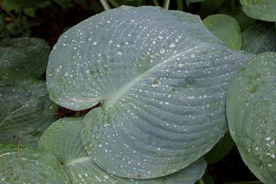 Close-up of raindrops on leaves