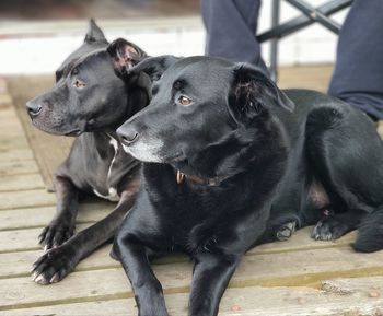 Portrait of black dog relaxing outdoors