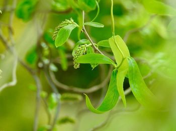 Close-up of green insect on plant