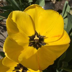 Close-up of yellow flower