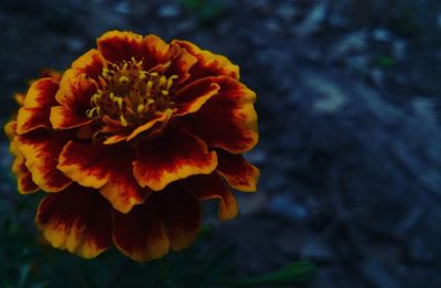 Close-up of flower blooming outdoors