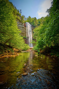 Scenic view of waterfall in forest