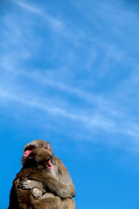 Low angle view of monkey against blue sky
