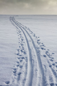 Sleigh and animal tracks in snow covered landscape