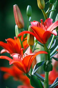 Close-up of orange flowering plant