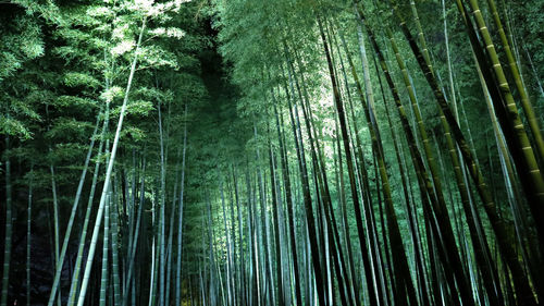 Low angle view of bamboo trees in forest