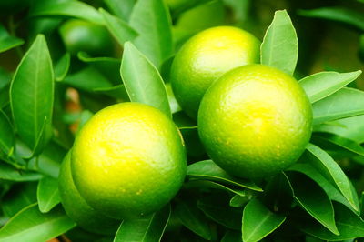 Close-up of oranges growing on plant