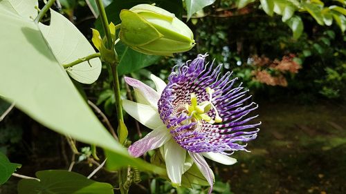 Close-up of passion flower blooming outdoors