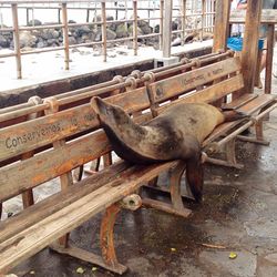 Close-up of tree stump