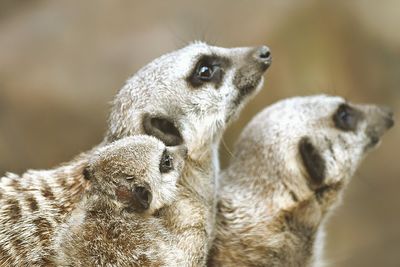 Close-up of sheep