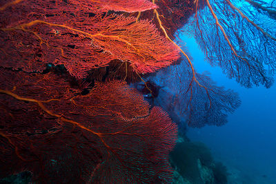 Aerial view of sea