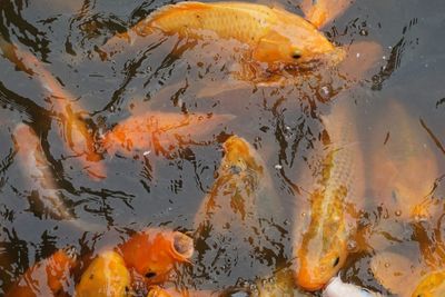 High angle view of koi carps swimming in lake