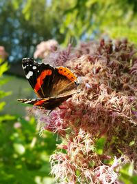 Butterfly perching on flower