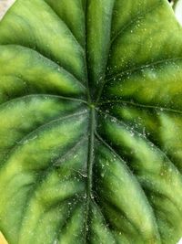 Full frame shot of wet plant