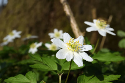 Close-up of white flowers blooming outdoors