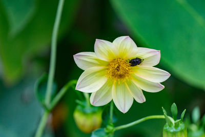 Close-up of bee on flower